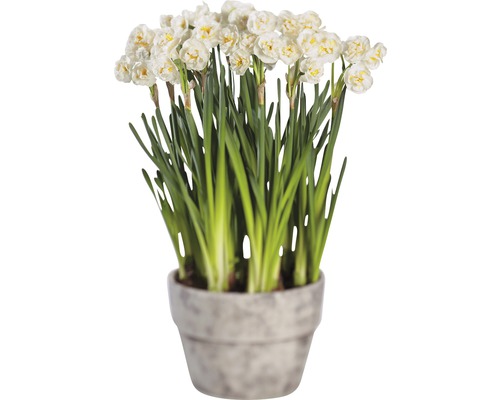 Jonquilles dans un pot