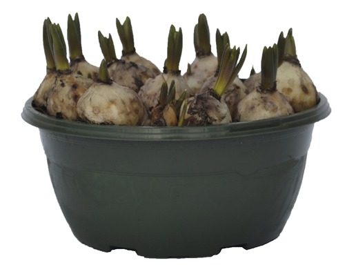 Bulbes de fleurs dans un pot