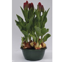 Tulipe FloraSelf Tulipa x Hybride 'Movie Star' pot Ø 16 cm-thumb-2