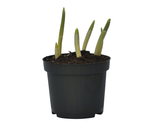 Bulbe de fleur dans un pot