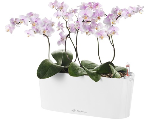 Orchidées dans un pot de fleurs Lechuza blanc avec système d''irrigation