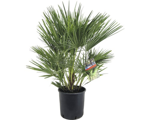 Palmier nain Chamaerops humilis T21 80 cm