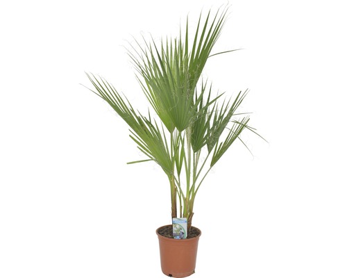 Washingtonpalme, Petticoat-Palme FloraSelf Washingtonia robusta H 80 cm Ø 21 cm Topf