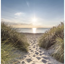 Chemin de sable vers la plage avec herbe de dune au soleil