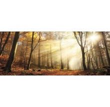 Herbstlicher Wald mit Sonnenlicht und Baumstämmen