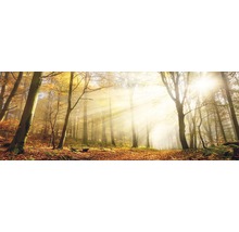 Forêt d''automne avec lumière du soleil et feuilles