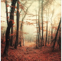 Forêt d''automne avec brouillard et feuilles