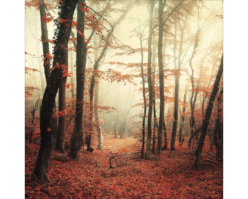 Forêt d''automne avec brouillard et feuilles