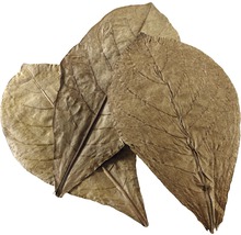 Nano-feuilles de badamier HOBBY Catappa Leaves 12 pièces