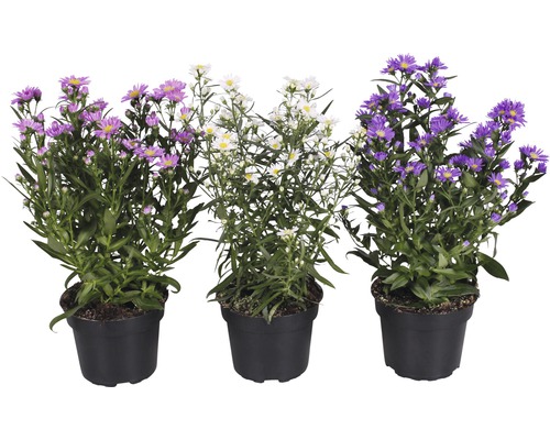 Trois asters en pot avec des fleurs violettes et blanches