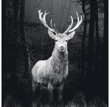 Glasbild Grey Deer Head 50x50 cm GLA2028