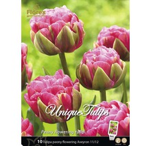 Paquet de dix tulipes à fleurs de pivoine variété Aveyron 11/12