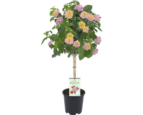 Lantanier arbuste FloraSelf Lantana camara pot Ø 19 cm rose