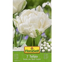 Bulbes FloraSelf tulipe Double La te 'Mount Tacoma' blanc 7 pces-thumb-1