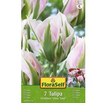 Bulbes FloraSelf tulipe Viridiflora 'China Town' rose 7 pces-thumb-1