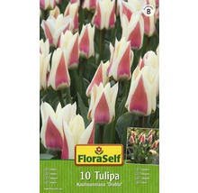 Bulbes FloraSelf tulipes Kaufmanniana 'Diablo' rose 10 pces