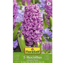 Bulbes FloraSelf hyacinthes 'Orientalis Purper' lilas 5 pces-thumb-1