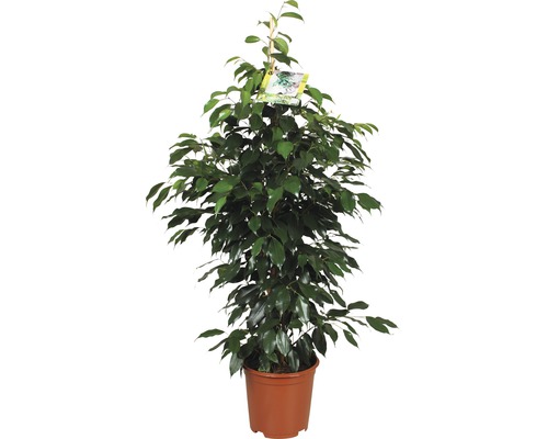 Arbre à caoutchouc FloraSelf® H 110 cm pot de 21 cm Arbre à caoutchouc FloraSelf® H 110 cm pot de 21 cm
