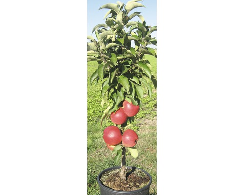 Pommier en pot avec pommes