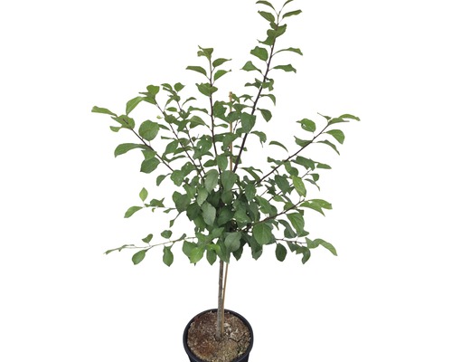 Pflaumenbaum im Topf mit grünen Blättern