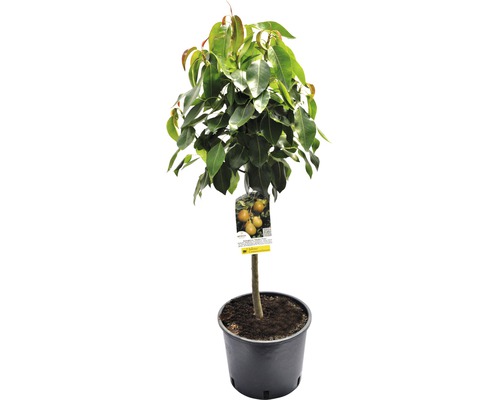 Poirier nain bio FloraSelf Bio Pyrus communis 'Delsanne' hauteur du tronc 40 cm hauteur totale env. 60-80 cm Co 7,5 L