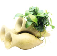 Amphore pour crevettes avec Anubias Bonsai env. 10 x 6 x 9 cm