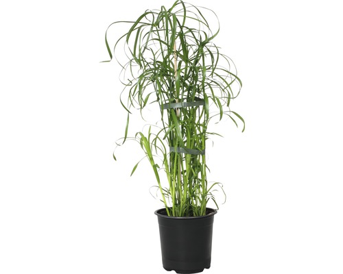 Cyperus à feuilles alternes FloraSelf Cyperus alternifolius h 45-55 cm pot Ø 14 cm Roseau dans un pot