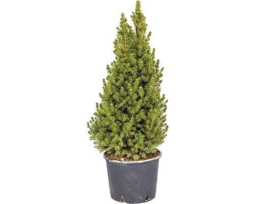 Épinette blanche h 110-120 cm Co 12 l sapin de Noël scié et mis en pot