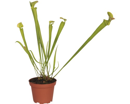 Plante carnivore en pot