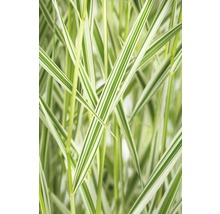 Herbe ornementale décorative à feuilles rayées.