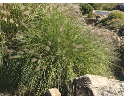 Grasbüschel im Garten