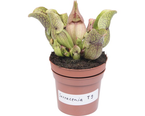 Plante carnivore Sarracenia en pot