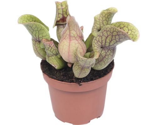 Schlauchpflanze Fleischfressende Pflanze FloraSelf Sarracenia H 18-40 cm Ø 9 cm Topf zufällige Sortenauswahl