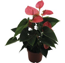 Plante en pot anthurium avec fleurs