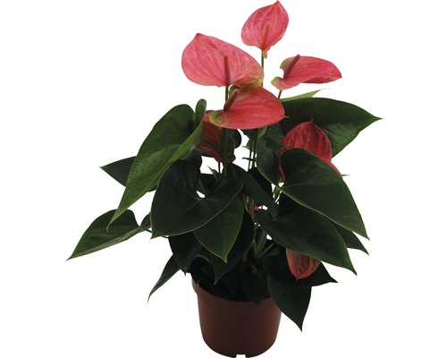 Plante en pot anthurium avec fleurs