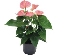 Plante d''intérieur anthurie en pot