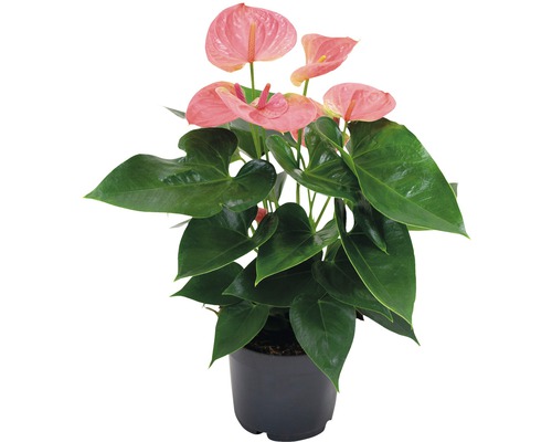 Flamingoblume/ Anthurie FloraSelf Anthurium andreanum H 40-45 cm Ø 12 cm Topf Anthurie Zimmerpflanze in einem Topf