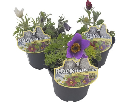 Pulsatilles Trio ROCKCollection FloraSelf Pulsatilla h 10-20 cm pot Ø 13 cm 3 couleurs