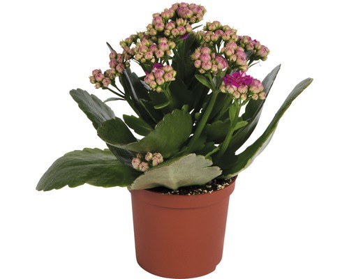 Kalanchoé de Blossfeld rose, rouge FloraSelf Kalanchoe blossfeldiana h 10-15 cm pot Ø 7 cm choix de couleurs aléatoire