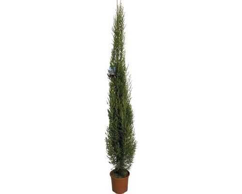 Mittelmeer-Zypresse 'Pyramidalis' FloraSelf Cupessus sempervierens 'Pyramidalis' H 130-150 cm Co 5 L-0