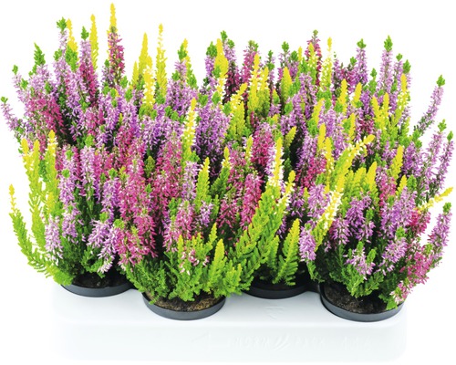 Bruyère à feuilles tricolores FloraSelf Calluna vulgaris 'Beauty Ladies' Starline Trio pot Ø 9,5 cm div. variétés et couleurs