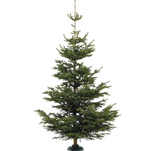 Sapin de Nordmann sur pied pour l''intérieur