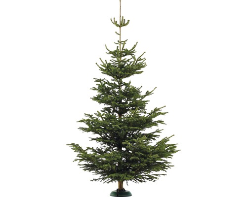 Sapin Nordmann XL 300-350 cm, sapin de Noël coupé issu de production durable