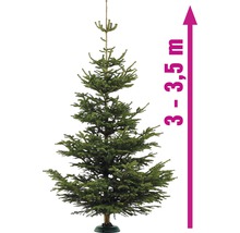 Sapin de Nordmann d''une hauteur de 3 à 3,5 mètres