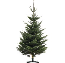 Sapin de Nordmann avec support pour décoration de Noël