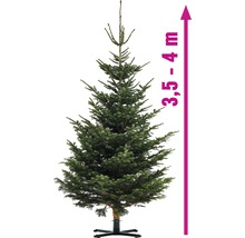 Sapin de Nordmann, hauteur 3,5 à 4 mètres