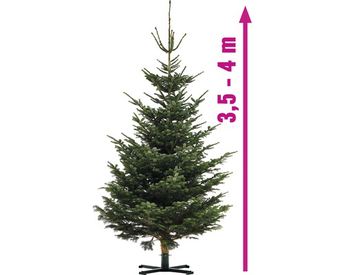 Sapin de Nordmann, hauteur 3,5 à 4 mètres