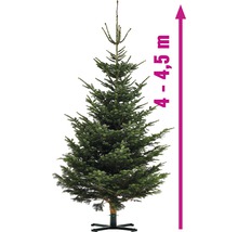 Sapin de Nordmann d''une hauteur de 4 à 4,5 mètres