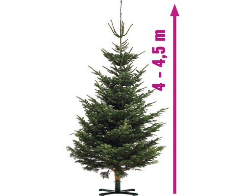 Sapin de Nordmann d''une hauteur de 4 à 4,5 mètres