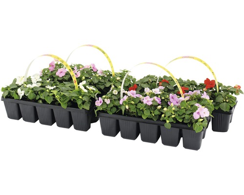 Impatiens walleriana FloraSelf® lot de 10, couleurs assorties